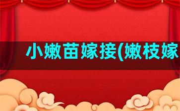 小嫩苗嫁接(嫩枝嫁接)